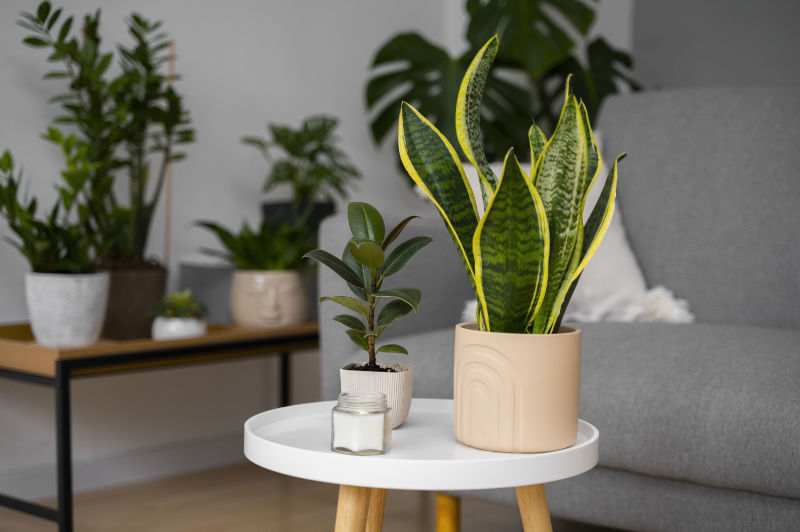 5. Paşa Kılıcı (Sansevieria trifasciata)